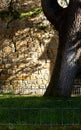 A tree casts a shadow on an ancient stone wall Royalty Free Stock Photo