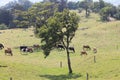 Tree and cattle