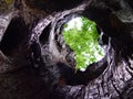 Tree cave