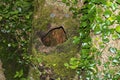 Tree cave, hiding place for birds and squirrels Royalty Free Stock Photo