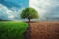 A tree is in the center of an image split between two contrasting weather scenes, one side showing lush green grass under a blue Royalty Free Stock Photo