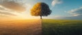 Tree in Changing Climate: Half Dry, Half Green Grass Surrounding Symbolic of Climate Change. Web Banner with Copy Space Royalty Free Stock Photo