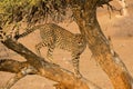 Tree Cheetah Royalty Free Stock Photo