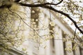 Tree with cherry blossom flowers with the united states supreme court building in the background