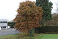 tree of the Chessnut with brown leaves during autumn in the Netherlands. Royalty Free Stock Photo