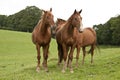 Tree chestnut horses standing together in a field. Royalty Free Stock Photo