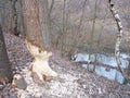 Tree chewed by beaver Castor fiber with beaver embankment in the background
