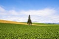 A Tree of Christmas Tree at Biei Patchwork Road, Hokkaido, Japan in Summer Royalty Free Stock Photo