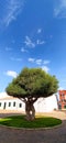 tree with church of Fornells, Menorca, Balearic islands, spain