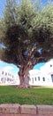 tree with church of Fornells, Menorca, Balearic islands, spain