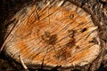 Tree circle rings old weathered wood texture with the cross section of a cut log Royalty Free Stock Photo