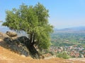 Tree on a cliff Royalty Free Stock Photo