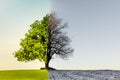 Tree with climate or season change Royalty Free Stock Photo