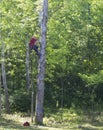 Tree climber Royalty Free Stock Photo