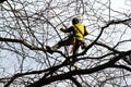 Tree climber