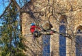 Tree climber pruning branches in a tree Royalty Free Stock Photo