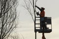 Tree climber with saw and harness, lumberjack at work Royalty Free Stock Photo