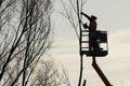 Tree climber with saw and harness, lumberjack at work Royalty Free Stock Photo