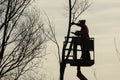 Tree climber with saw and harness, lumberjack at work