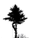 Tree climber at works silhouette Royalty Free Stock Photo