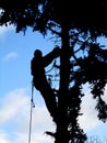 Tree climber at works silhouette Royalty Free Stock Photo