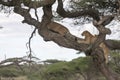 Tree climbing lions sleeping on branches