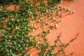 Tree climbing cover on the wall background. Royalty Free Stock Photo
