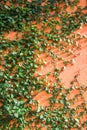 Green Tree climbing cover on the wall Royalty Free Stock Photo