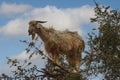 Tree climbing goat, argan tree, Morocco