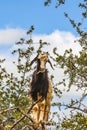 Tree climbing goat, argan tree, Morocco