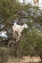 Tree climbing goat, argan tree, Morocco