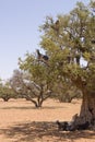 Tree Climbing Goats