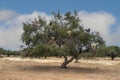 Tree climbing goats, argan tree, Morocco, Africa Royalty Free Stock Photo