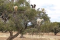 Tree climbing goats, argan tree, Morocco, Africa Royalty Free Stock Photo