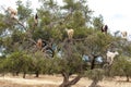 Tree climbing goats, argan tree, Morocco, Africa Royalty Free Stock Photo