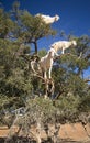 Tree Climbing Goats in Morocco