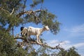 Tree Climbing Goats in Morocco