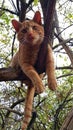 Tree Climbing