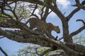 Tree climbing leopard