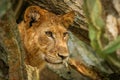 Tree climbing lion in Ishasha, Queen Elizabeth National Park, Uganda.