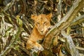 Tree climbing lion in Ishasha, Queen Elizabeth National Park, Uganda.