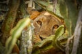 Tree climbing lion in Ishasha, Queen Elizabeth National Park, Uganda.