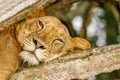 Tree climbing lion in Ishasha, Queen Elizabeth National Park, Uganda.