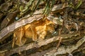 Tree climbing lion in Ishasha, Queen Elizabeth National Park, Uganda.