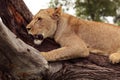Tree-climbing lion, Serengeti, Africa Royalty Free Stock Photo