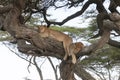 Tree climbing lions sleeping on branches