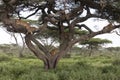 Tree climbing lions sleeping on branches
