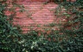 Tree climbing on red brick wall background Royalty Free Stock Photo