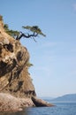 Tree clinging to cliff on coastline