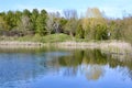 Tree and cloud reflections across water surface on pond Royalty Free Stock Photo